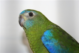 [BR_216904] Turquoisine parkiet
