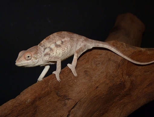 [20241001] # Panterkameleon Ambilobe man Furcifer pardalis