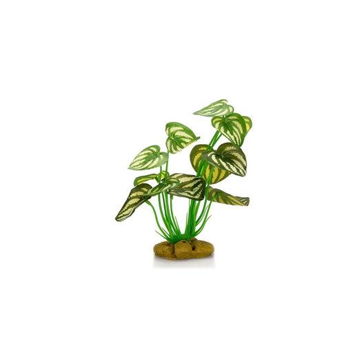 [G04-00240] ! Giganterra - Staande Plant 1