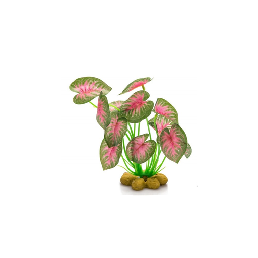 [G04-00243] ! Giganterra - Staande Plant 4