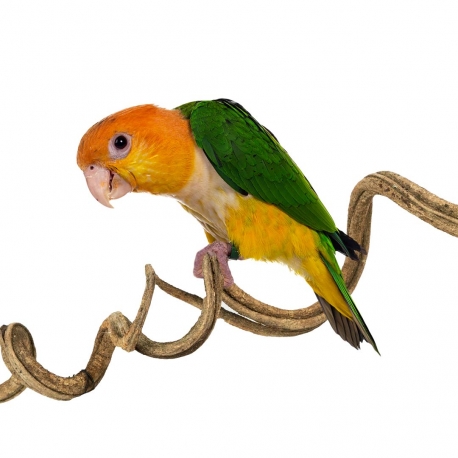 [ZF1512] Back Zoo Nature Liaan Manila ca. 90-100 x 3-4 cm