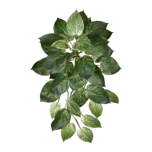 [206905] Philodendron Birkin hanger 65cm