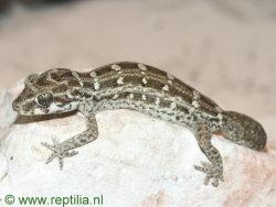 [20287000] * Viper gekko - Hemidactylus imbricatus